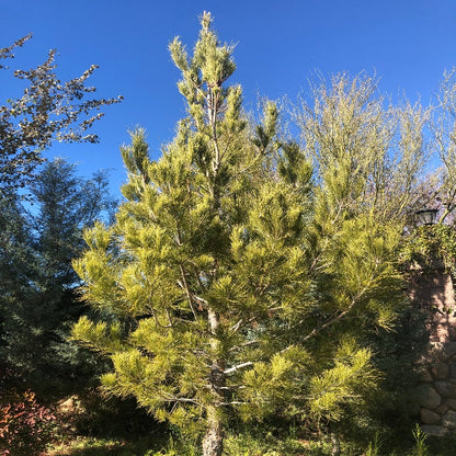 100Pcs Pine Seeds Easy to Establish great for novice landmark styling, yard boundary formation and permanent landscape design