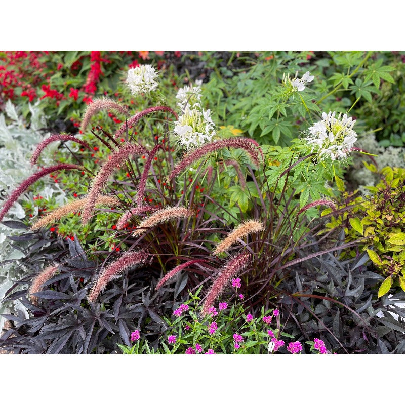 Dwarf Purple 100pcs Fountain Grass Easy To Grow For Ornamental Landscape Planting In Home Gardens