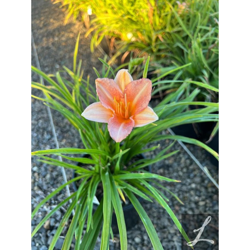 100pcs Hundred Tail Flower Seeds Simple to Grow add distinctive elegant ornamental charm to yard grounds and garden landscape spaces