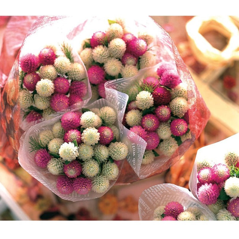 100pcs Gomphrena Seeds for planting in residential garden beds and private yard corner spaces