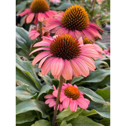175Pcs Coneflower Seed great for novice yard renovation and natural landscape decorative design