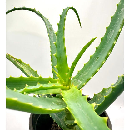 200Pcs Aloe Vera Seeds Recommended for planting add tight layered textured appeal to residential balcony, patio and garden landscapes