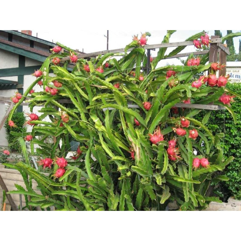 86Pcs Dragon Fruit Seeds Fit for home planting hold consistent seasonal growth cycles for lasting landscape ornamental value