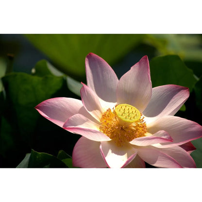 12pcs Natural Water Purifying Plants with Lotus Seeds for Healthy Ponds