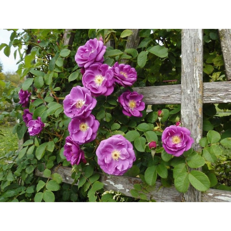 150Pcs Arching Growth Climbing Potential Rose Seeds Ideal For Trellises And Walls