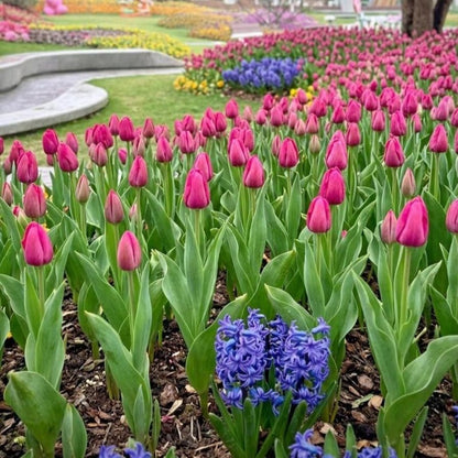 200pcs Tulip Seeds for planting Vigorous Growth Easy To Grow For Outdoor Yards