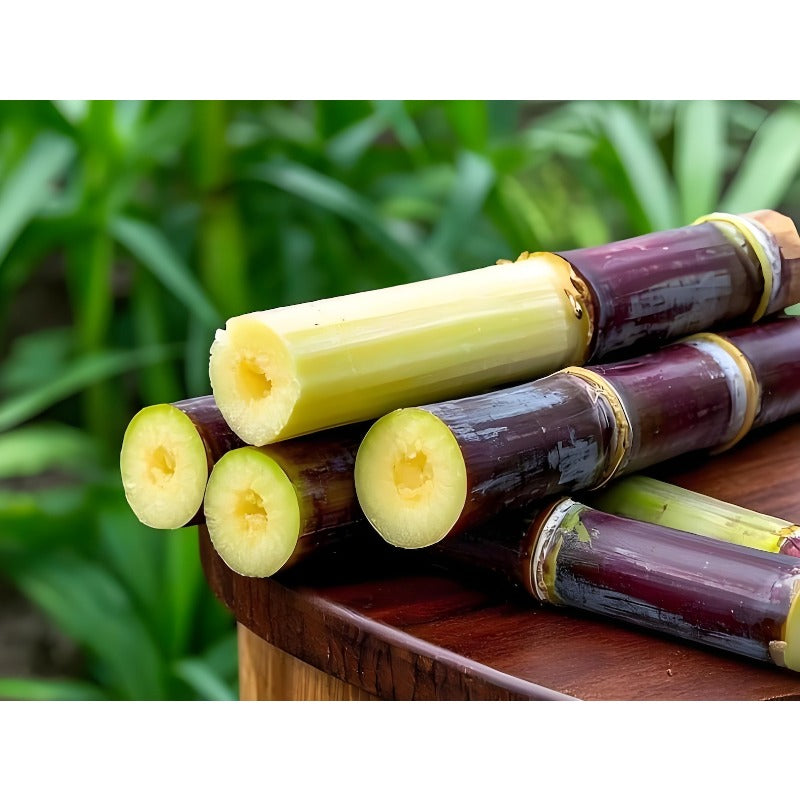 47Pcs Hassle Free Growing With Stunning Tropical Foliage Sugar Cane Seeds Impress Guests And Neighbors Alike
