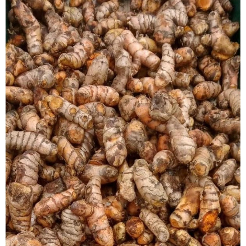 100pcs  Ginger Seeds Effortless Cultivation fit small and medium courtyard and garden landscape layout demands