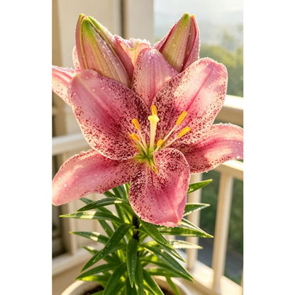 100pcs Lily seeds for planting, with beautiful flowers. Suitable for cut flowers, gardening, outdoor, and potted planting.
