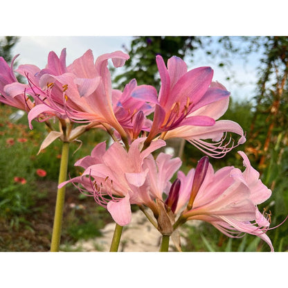 100pcs Fast Growing Lily Seeds High Germination Rate Ideal For Outdoor And Container Planting