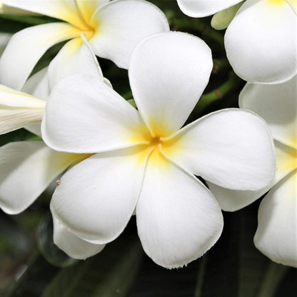 100pcs Plumeria Seeds Simple to Grow add elegant timeless ornamental charm to yard grounds and garden landscape spaces