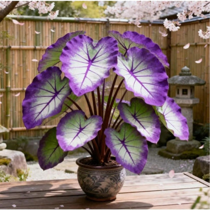 100pcs Elephant Ear seeds for Rich Green Display, Backyard Garden Design