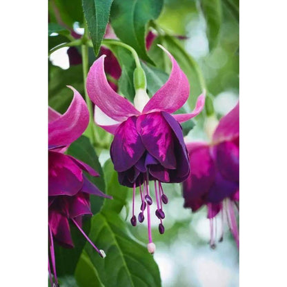 100Pcs Fuchsia Seeds Easy To Sow With Consistent Uniform Growth Creating Neat Tidy Attractive Garden Beds