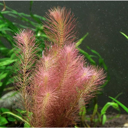 2000Pcs Ideal for novice planting Aquarium Seeds build natural compact green clusters inside private household aquariums