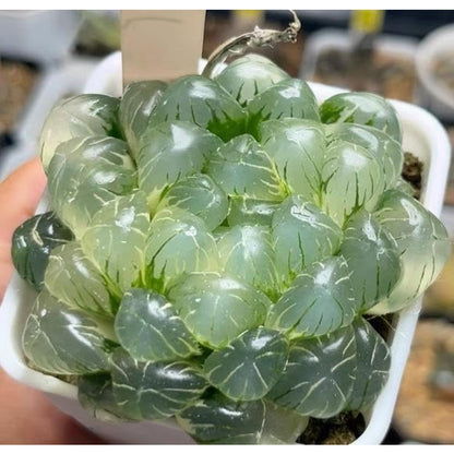 999pcs Mixed Colorful Succulents Seeds Succulent Plants Living Stones Plants Cactus Home Plant