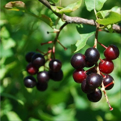 30pcs Black Cherry Tree seeds  Beautiful Spring Bloom Period  Timeless Addition To Traditional Gardens