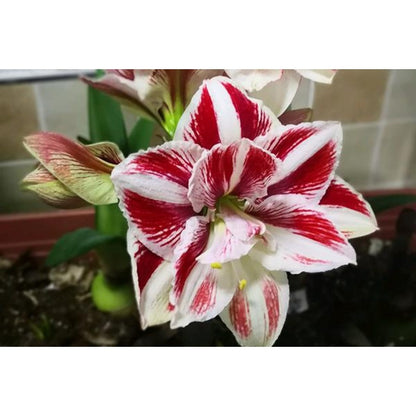88pcs  Double Amaryllis Flower seeds outdoor garden planting Non GMO