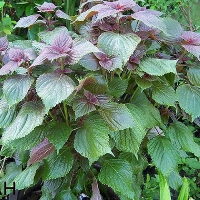 100pcs Perilla Seeds Convenient for Cultivation adapt calmly to regular ambient temperature changes
