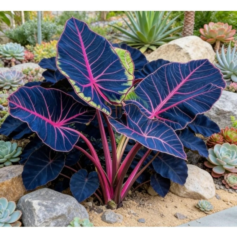100pcs Elephant Ear seeds for Rich Green Display, Backyard Garden Design