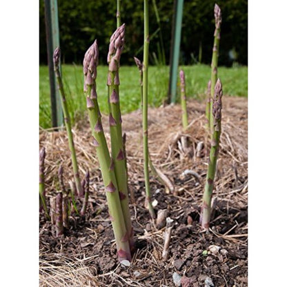 100pcs Asparagus Seeds Simple for beginner planting keep natural upright clustered form without disorderly overexpansion
