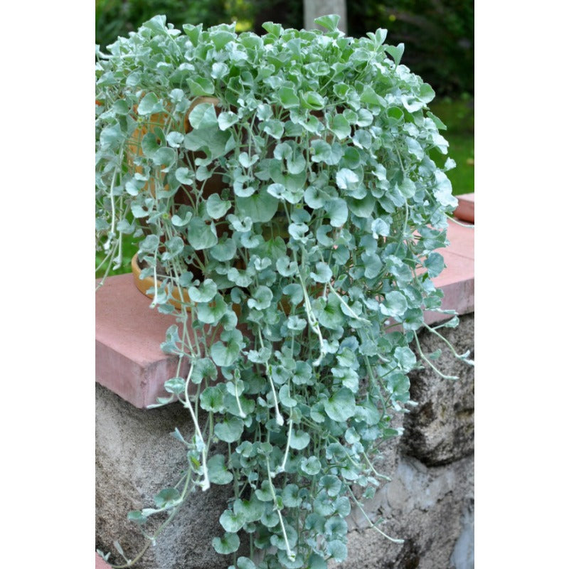 300pcs Dichondra Repens Seeds Evergreen Lawn Alternative For Outdoor Garden