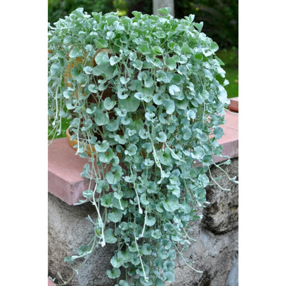 300pcs Dichondra Repens Seeds Evergreen Lawn Alternative For Outdoor Garden
