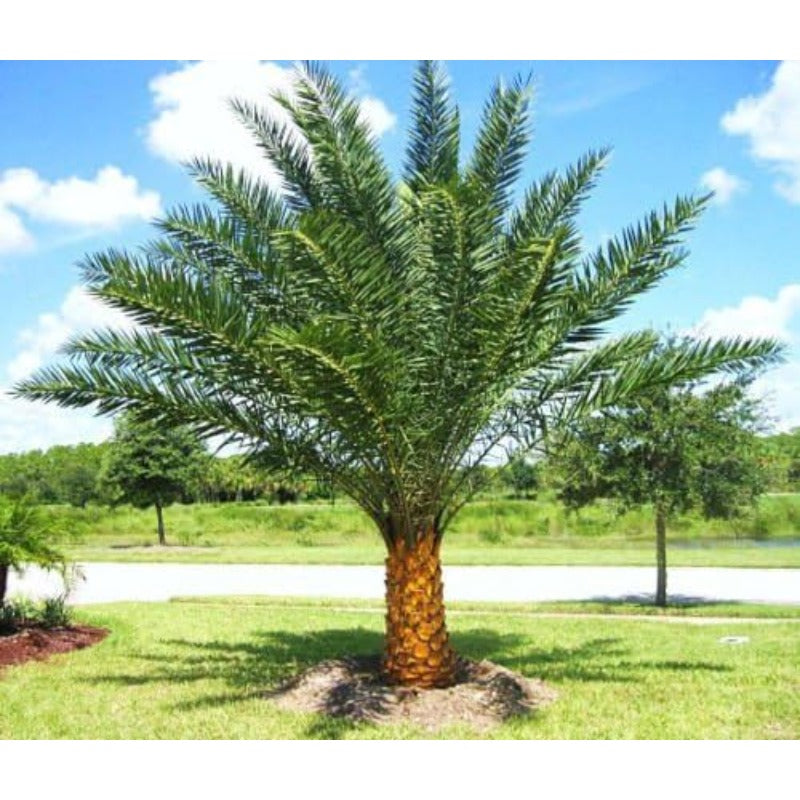 8Pcs Palm Tree Seeds Easy To Maintain With Slow Steady Growth That Requires Little Pruning Or Trimming