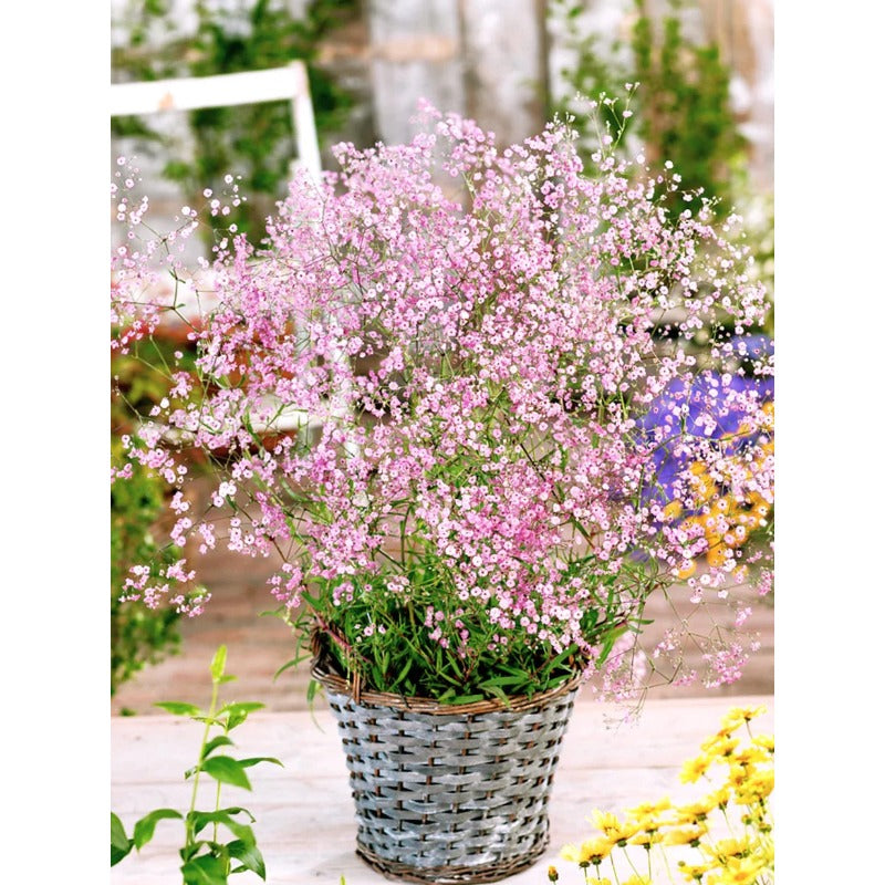 100pcs Suitable for beginner planting Gypsophila Seeds flourish in ordinary well drained soil suited for ornamental garden cultivation