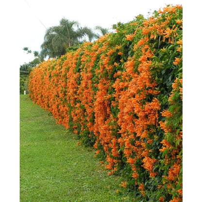 Orange 100pcs Great For Quick Vegetation Establishment Trumpet Vine Seeds Easy To Grow Ideal For New Home Landscape Projects