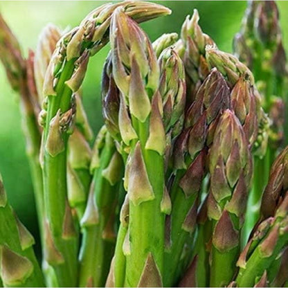Asparagus - 100 Seeds Easy to Grow, Tasty Perennial That yields for Years!