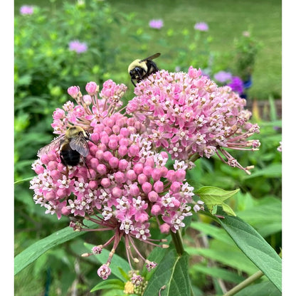 200pcs Milkweed Seeds Simple to Grow add structured vertical texture to plain open yard and garden landscapes