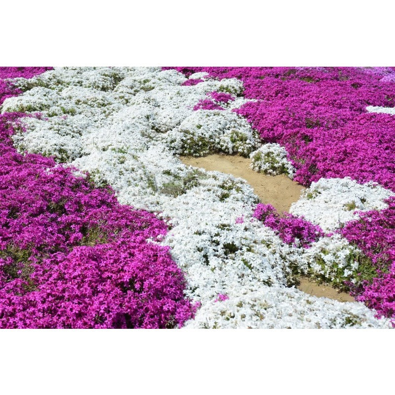 500 Mix Creeping Thyme Seeds for Planting Ground Cover Plant  Perennial Thyme Heirloom Blue, Purple, Red, Yellow White Thymus