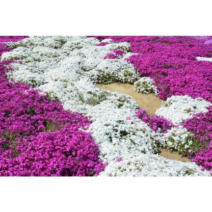 500 Mix Creeping Thyme Seeds for Planting Ground Cover Plant  Perennial Thyme Heirloom Blue, Purple, Red, Yellow White Thymus