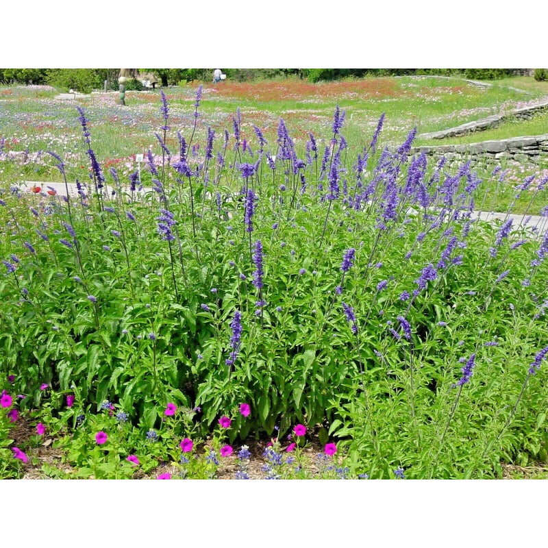 200pcs Perennial Blue Sage Seeds Drought Tolerant For Backyard Gardens Simple To Cultivate