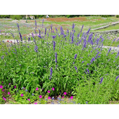 200pcs Perennial Blue Sage Seeds Drought Tolerant For Backyard Gardens Simple To Cultivate