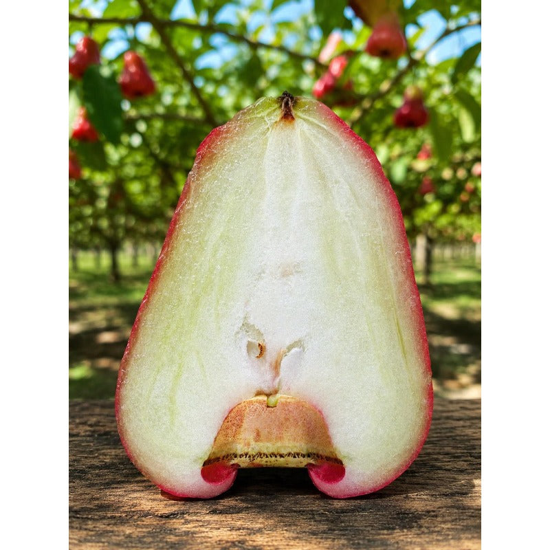 91Pcs Wax Apple Tree Seeds Tropical Fruit Plant for Balcony Gardens