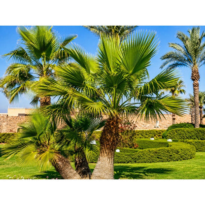 10pcs Tropical Palm Tree Seeds Fast Germination Feathery Fronds with Palm Tree Seeds for Outdoor Planting