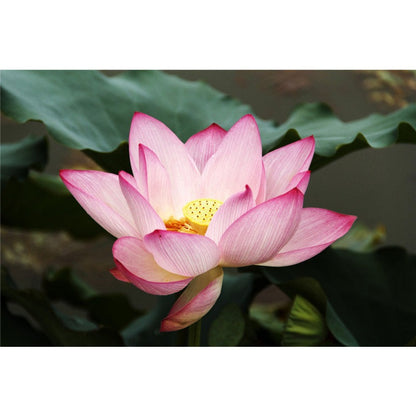 12Pcs Lotus Seeds Simple To Care For And Ideal For Creating Serene Water Garden Retreats In Backyard Spaces