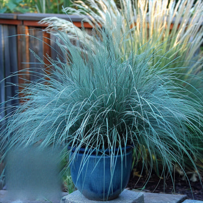 492Pcs Fescue Seeds Convenient to Grow mature naturally into smooth even ground form with steady spreading tendency