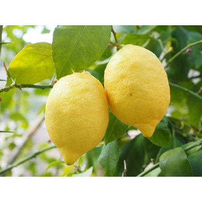 30pcs Heirloom Lemon Seeds Non-GMO Citrus Bonsai Fruit Tree Garden Planting