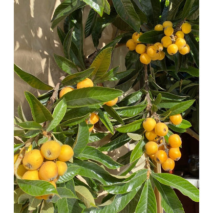 9Pcs Loquat Seeds Made for home planting create compact rounded canopy ornamental accents across courtyard, yard and garden areas