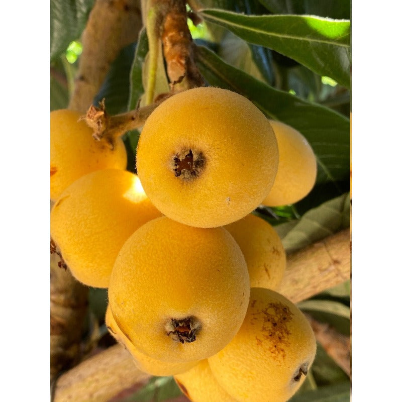 9Pcs Loquat Seeds Made for home planting create compact rounded canopy ornamental accents across courtyard, yard and garden areas