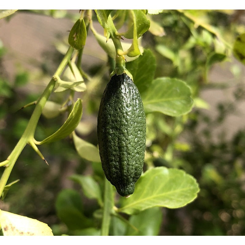 25Pcs Finger Lime Seeds Quick To Germinate Offer Reliable Sprouting For Home Growers