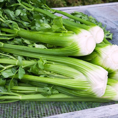 500 Celery Seeds Friendly for new gardeners grow into full upright clustered form with steady seasonal growth renewal features