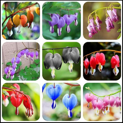 25pcs With Bleeding Heart Peony Seeds, Quick Growing Graceful Arching Plants for Outdoor Yard