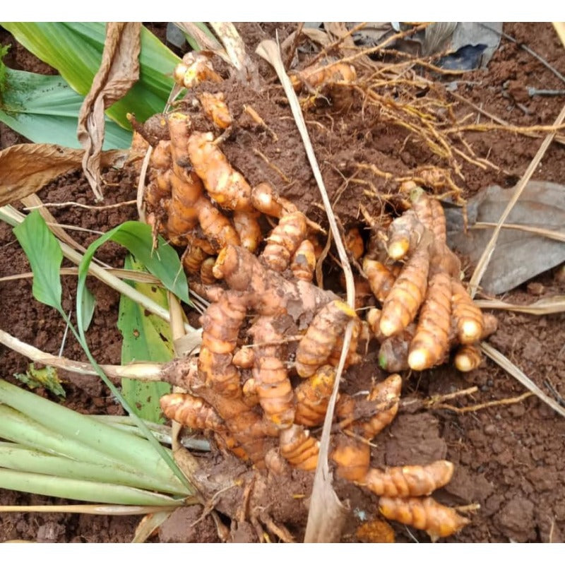 100pcs  Ginger Seeds Effortless Cultivation fit small and medium courtyard and garden landscape layout demands