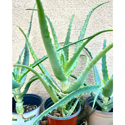 200Pcs Aloe Vera Seeds Recommended for planting add tight layered textured appeal to residential balcony, patio and garden landscapes