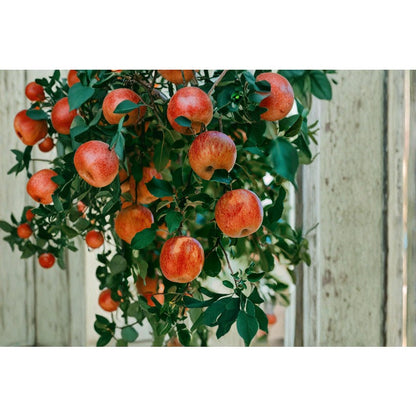 50pcs Hardy Deciduous Tree Growth Vigorous Growing with Apple Tree Seeds