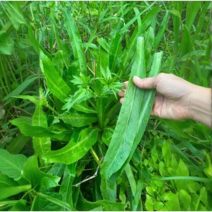 200pcs Culantro Seeds Simple for beginner planting keep natural compact rosette form without excessive uncontrolled spreading