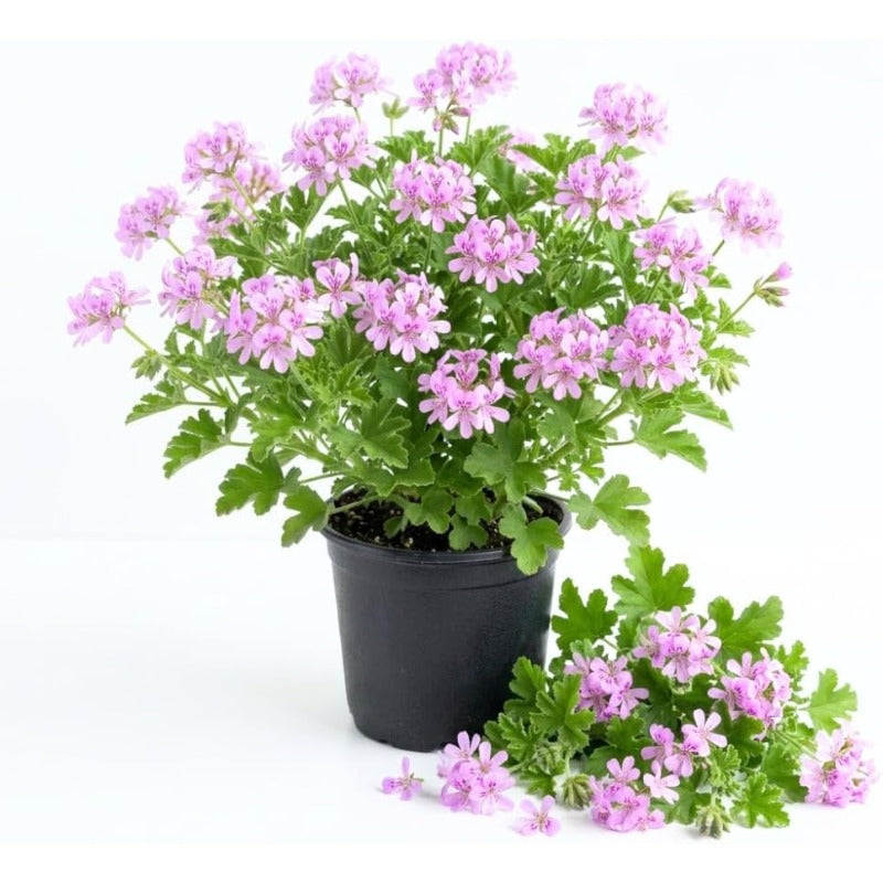 500pcs Citronella Seeds Fast Growing Easy To Plant For Home Gardens